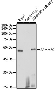 SAMM50 Antibody in Immunoprecipitation (IP)