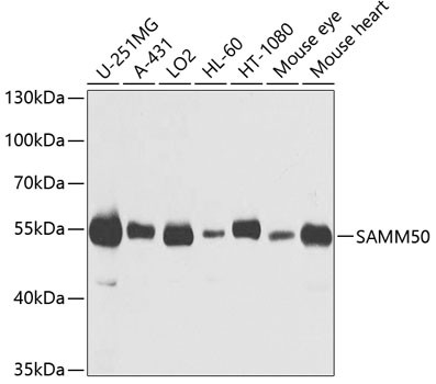 SAMM50 Antibody in Western Blot (WB)