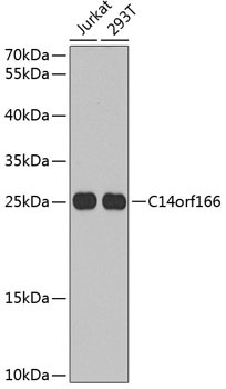 RTRAF Antibody in Western Blot (WB)