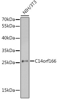 RTRAF Antibody in Western Blot (WB)