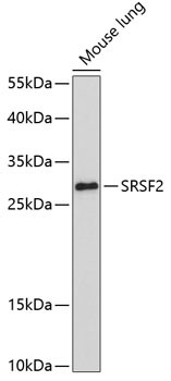 SRSF2 Antibody in Western Blot (WB)