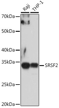 SRSF2 Antibody in Western Blot (WB)