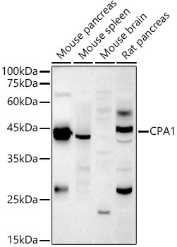 Carboxypeptidase A1 Antibody in Western Blot (WB)