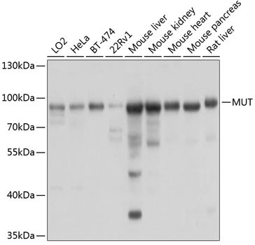 MUT Antibody in Western Blot (WB)