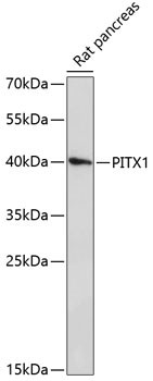 PITX1 Antibody in Western Blot (WB)