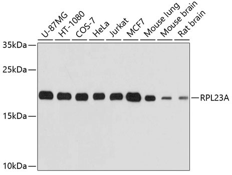 RPL23A Antibody in Western Blot (WB)