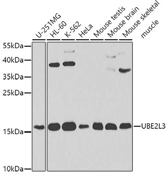 UBE2L3 Antibody in Western Blot (WB)