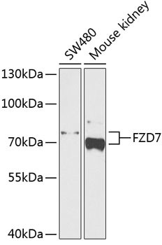 FZD7 Antibody in Western Blot (WB)