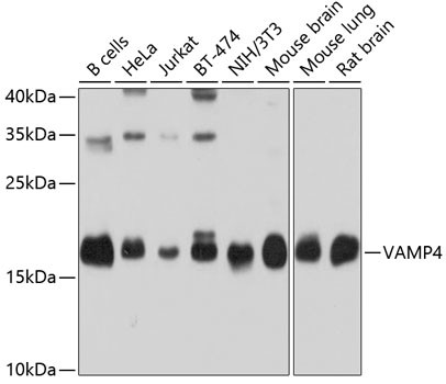 VAMP4 Antibody in Western Blot (WB)