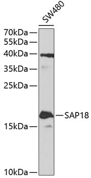 SAP18 Antibody in Western Blot (WB)