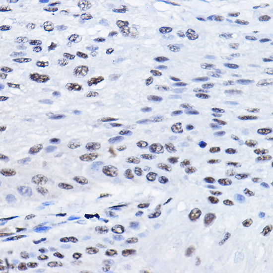 BCAS2 Antibody in Immunohistochemistry (Paraffin) (IHC (P))