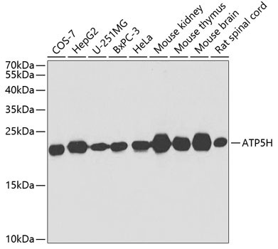 ATP5H Antibody in Western Blot (WB)