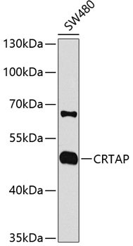 CRTAP Antibody in Western Blot (WB)