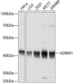 ADRM1 Antibody in Western Blot (WB)