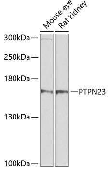 PTPN23 Antibody in Western Blot (WB)