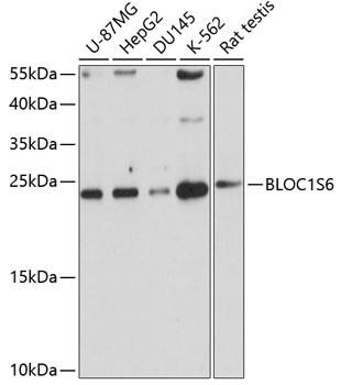 Pallidin Antibody in Western Blot (WB)