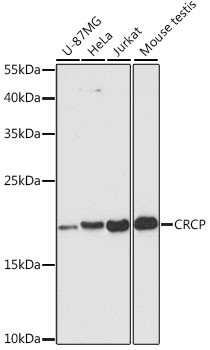 CRCP Antibody in Western Blot (WB)