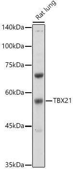 T-bet Antibody in Western Blot (WB)