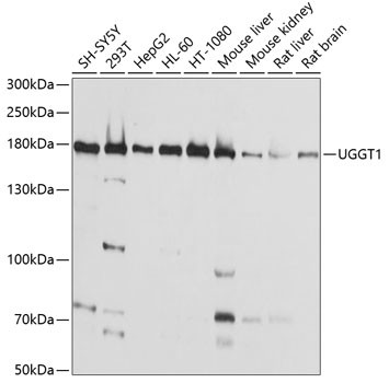 UGGT1 Antibody in Western Blot (WB)