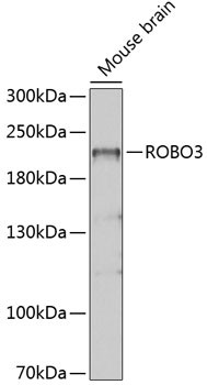 ROBO3 Antibody in Western Blot (WB)