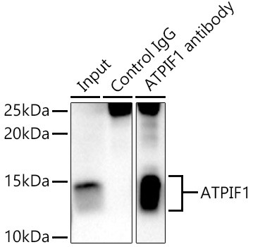 ATPIF1 Antibody in Immunoprecipitation (IP)