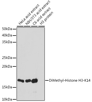 H3K14me2 Antibody in Western Blot (WB)