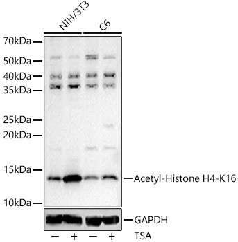 H4K16ac Antibody in Western Blot (WB)