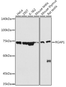 RACGAP1 Antibody in Western Blot (WB)