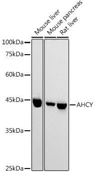 AHCY Antibody in Western Blot (WB)