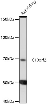 PEO1 Antibody in Western Blot (WB)