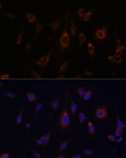 GLRX Antibody in Immunocytochemistry (ICC/IF)