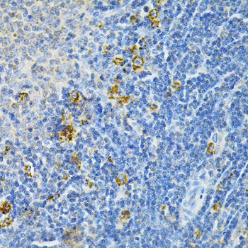 GLRX Antibody in Immunohistochemistry (Paraffin) (IHC (P))