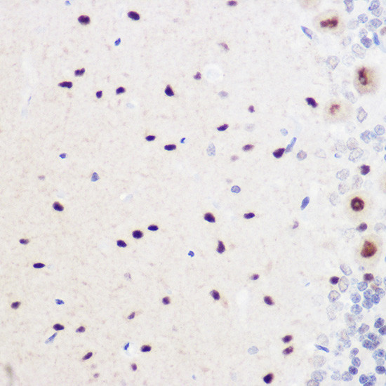 GMNN Antibody in Immunohistochemistry (Paraffin) (IHC (P))