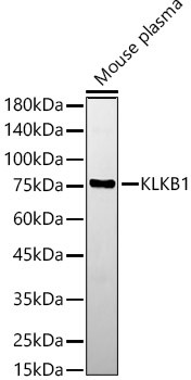Plasma Kallikrein Antibody in Western Blot (WB)