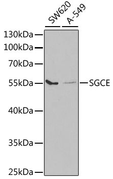 SGCE Antibody in Western Blot (WB)