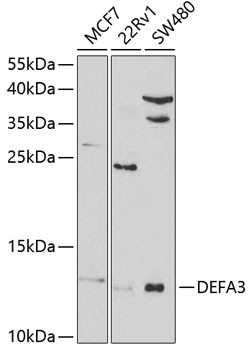 Defensin alpha-3 Antibody in Western Blot (WB)