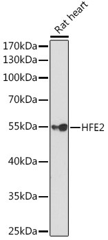 HFE2 Antibody in Western Blot (WB)