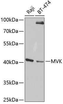 MVK Antibody in Western Blot (WB)