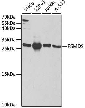 PSMD9 Antibody in Western Blot (WB)