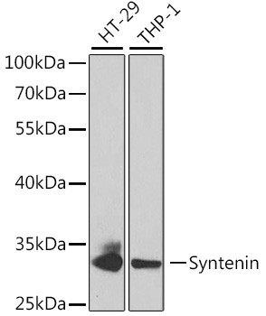 Syntenin 1 Antibody in Western Blot (WB)