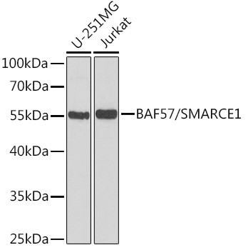 BAF57 Antibody in Western Blot (WB)