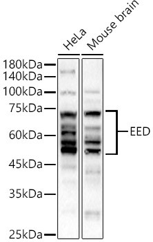 EED Antibody in Western Blot (WB)