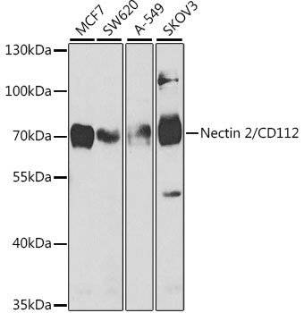 Nectin 2 Antibody in Western Blot (WB)