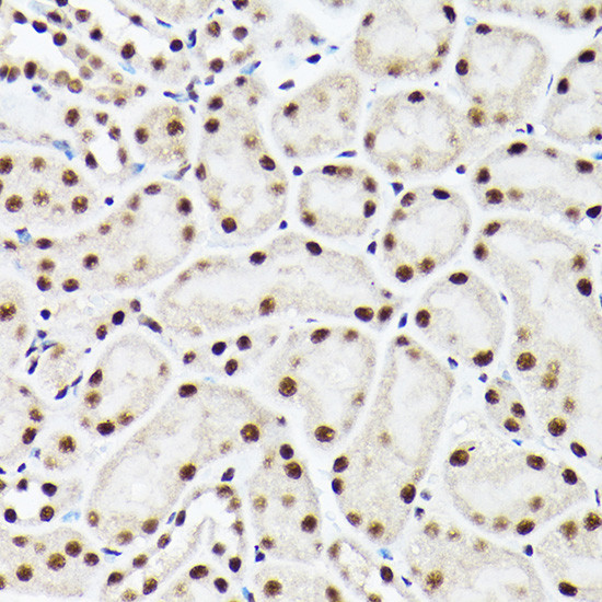 BAF53A Antibody in Immunohistochemistry (Paraffin) (IHC (P))