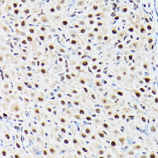 BAF53A Antibody in Immunohistochemistry (Paraffin) (IHC (P))