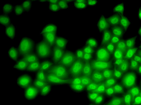 Cullin 4B Antibody in Immunocytochemistry (ICC/IF)