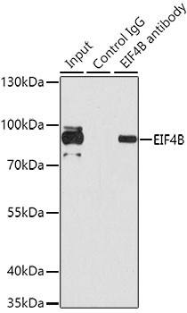 eIF4B Antibody in Immunoprecipitation (IP)