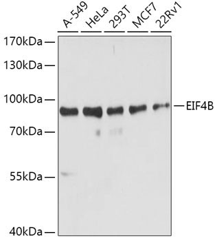 eIF4B Antibody in Western Blot (WB)