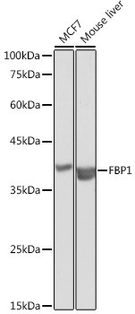 FBP1 Antibody in Western Blot (WB)