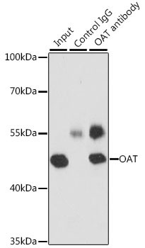 OAT Antibody in Immunoprecipitation (IP)